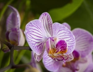 purple and white moth orchids thumbnail