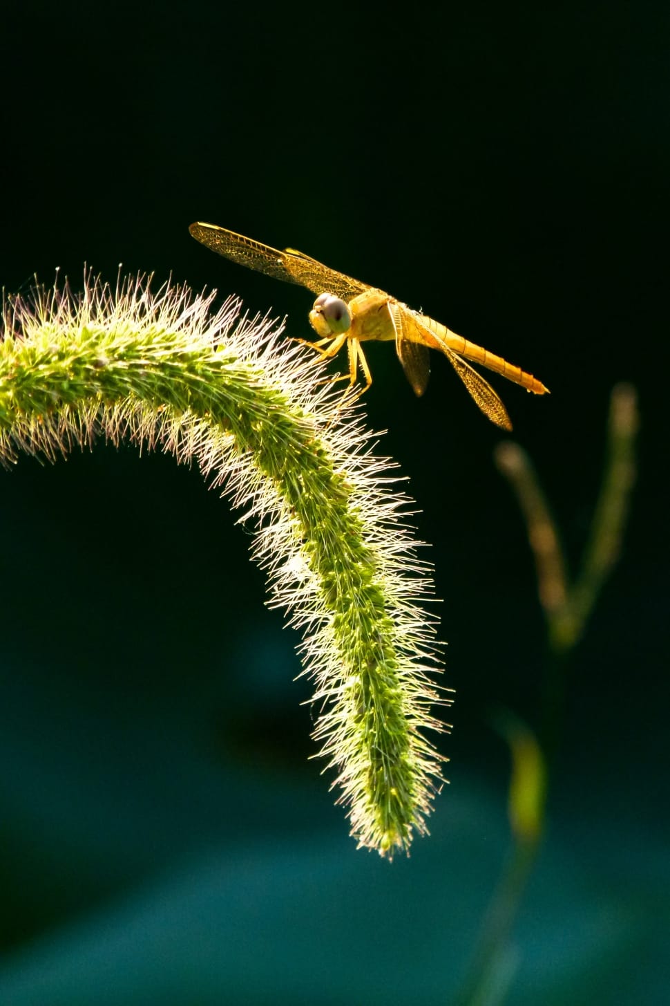 Insect, Setaria Viridis, Dragonfly, leaf, green color preview