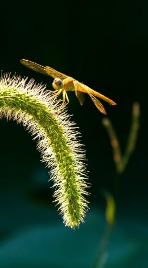 Insect, Setaria Viridis, Dragonfly, leaf, green color thumbnail