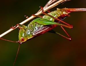 green and orange grasshopper thumbnail