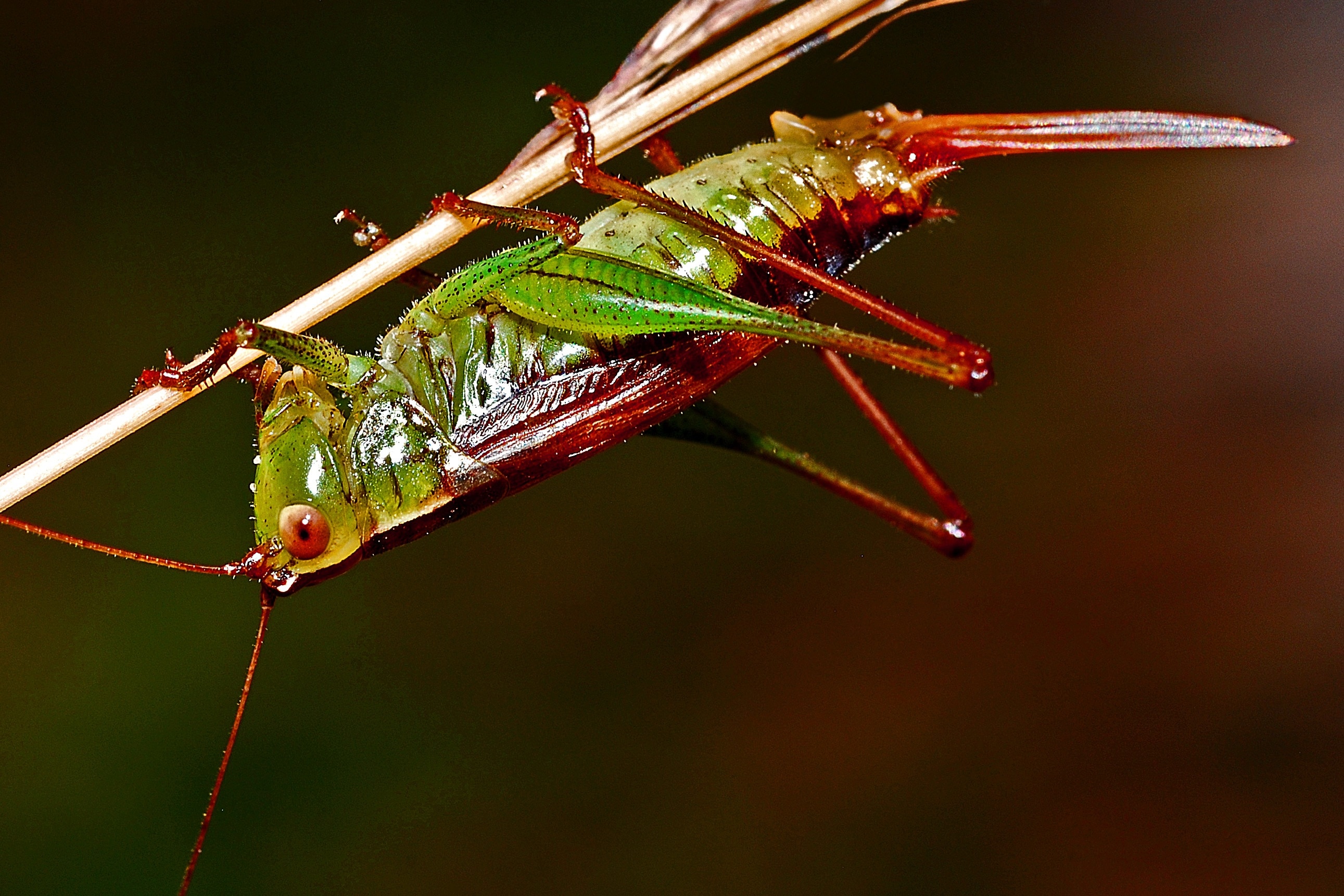 green and orange grasshopper