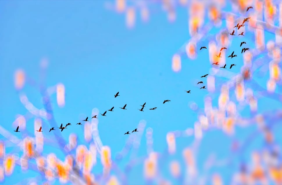 flock of birds flying under clear sky during daytime preview