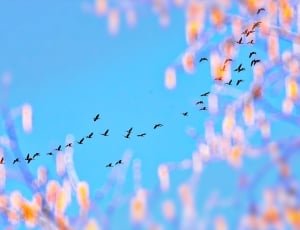 flock of birds flying under clear sky during daytime thumbnail