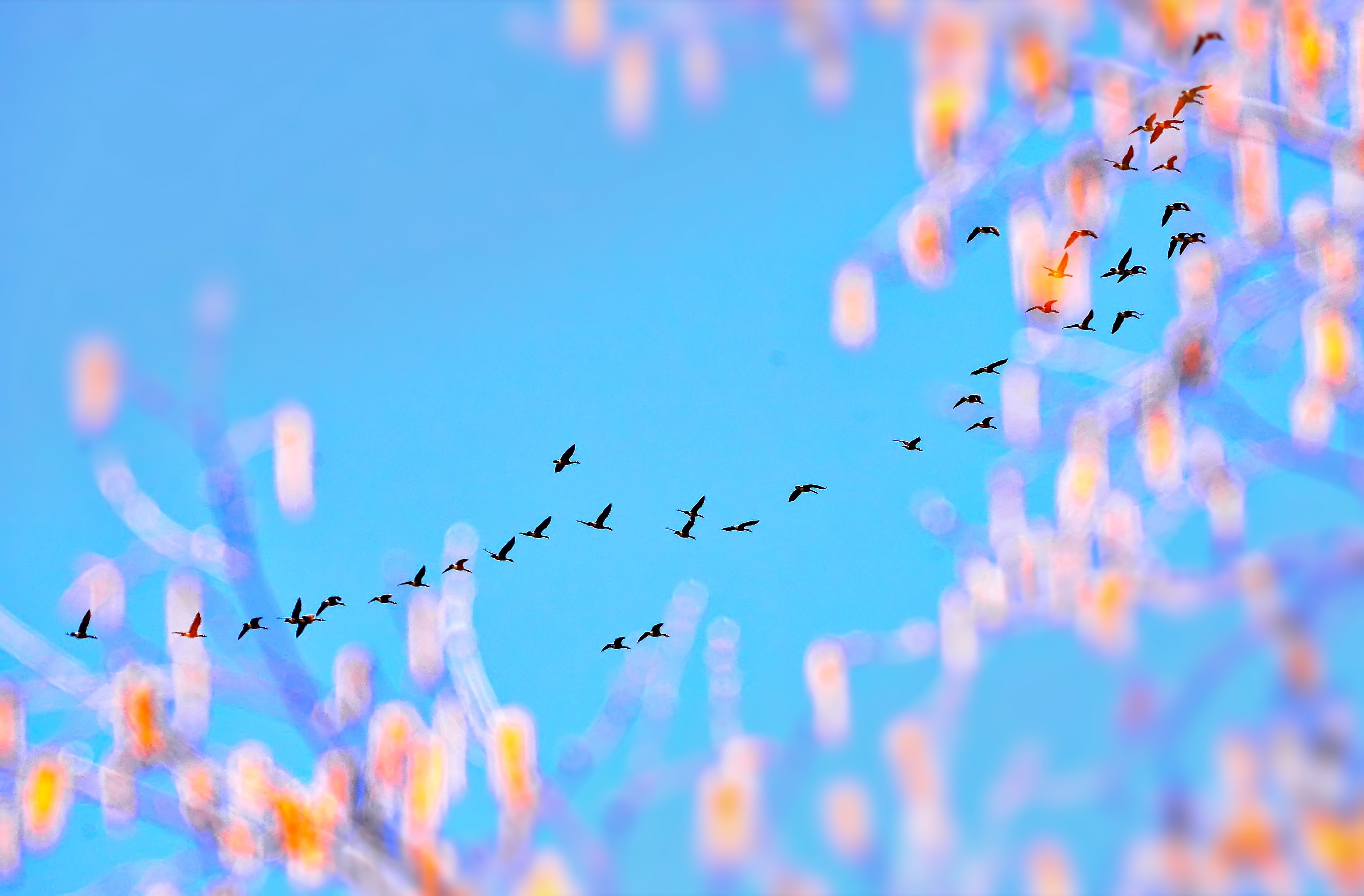 flock of birds flying under clear sky during daytime