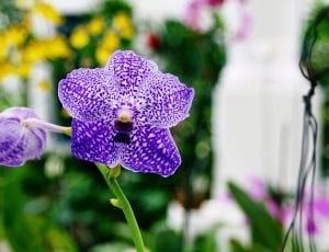 purple petal flower in shallow focus lens thumbnail