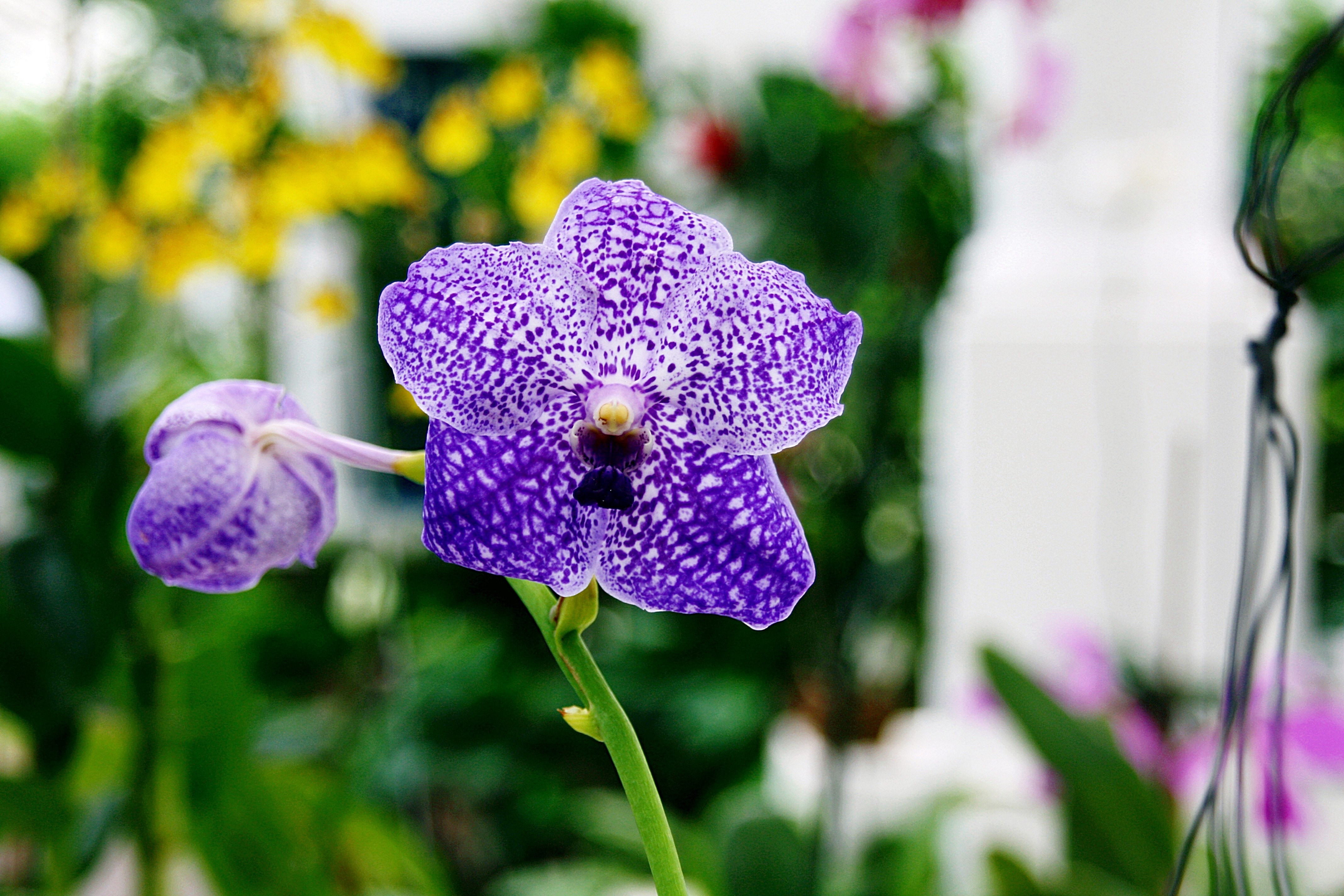 purple petal flower in shallow focus lens