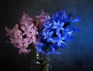 blue and pink petal flowers thumbnail