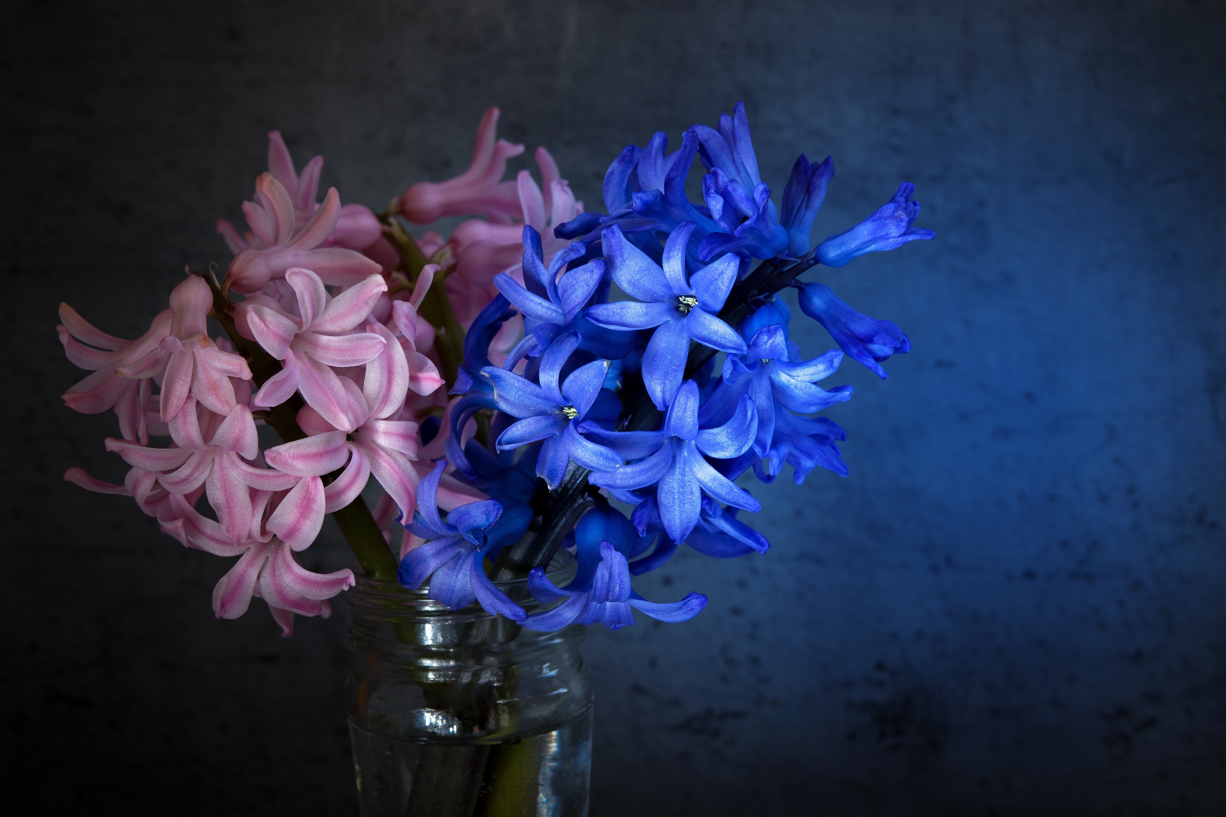 blue and pink petal flowers