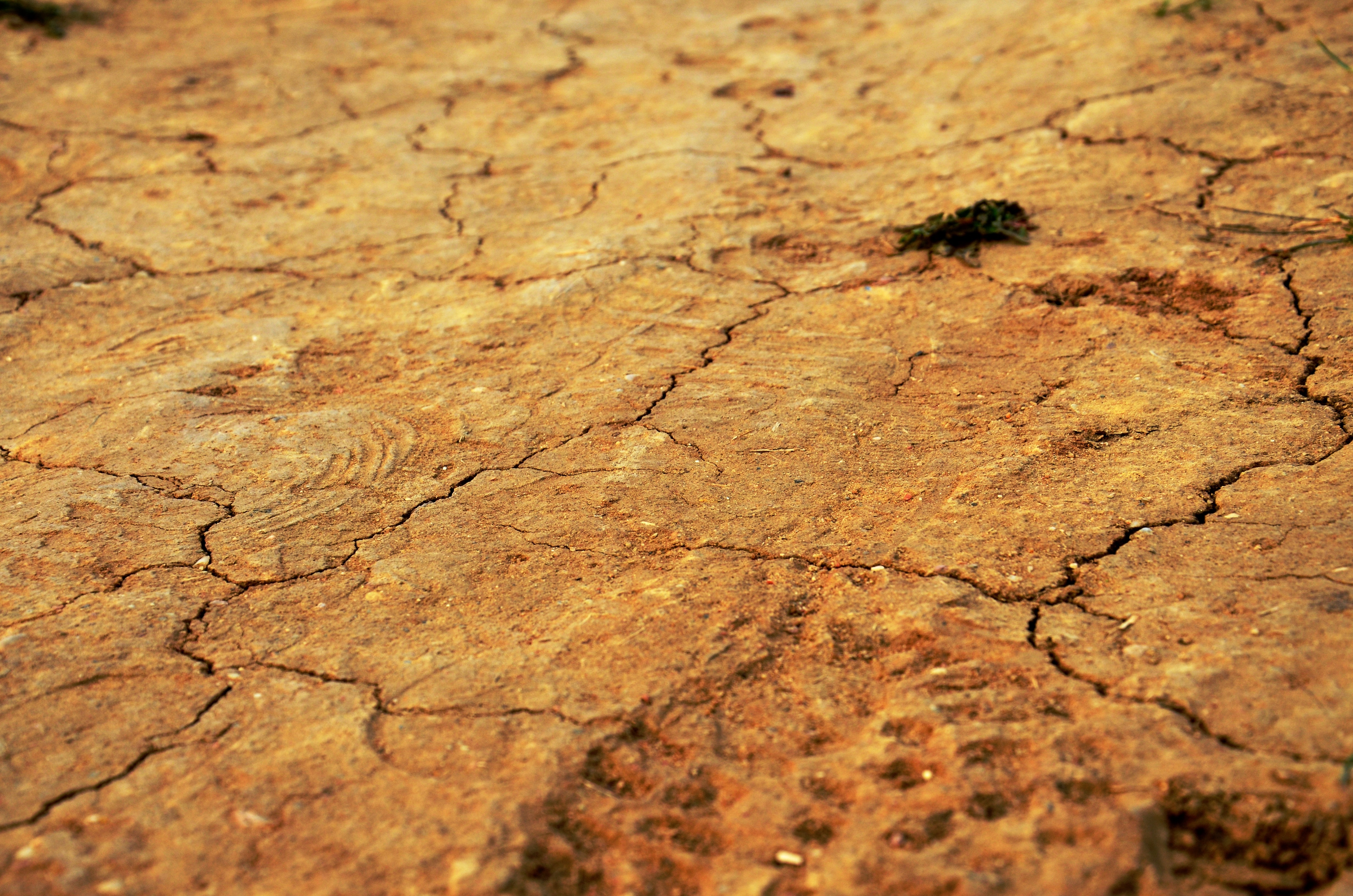 close up photography of dried soil