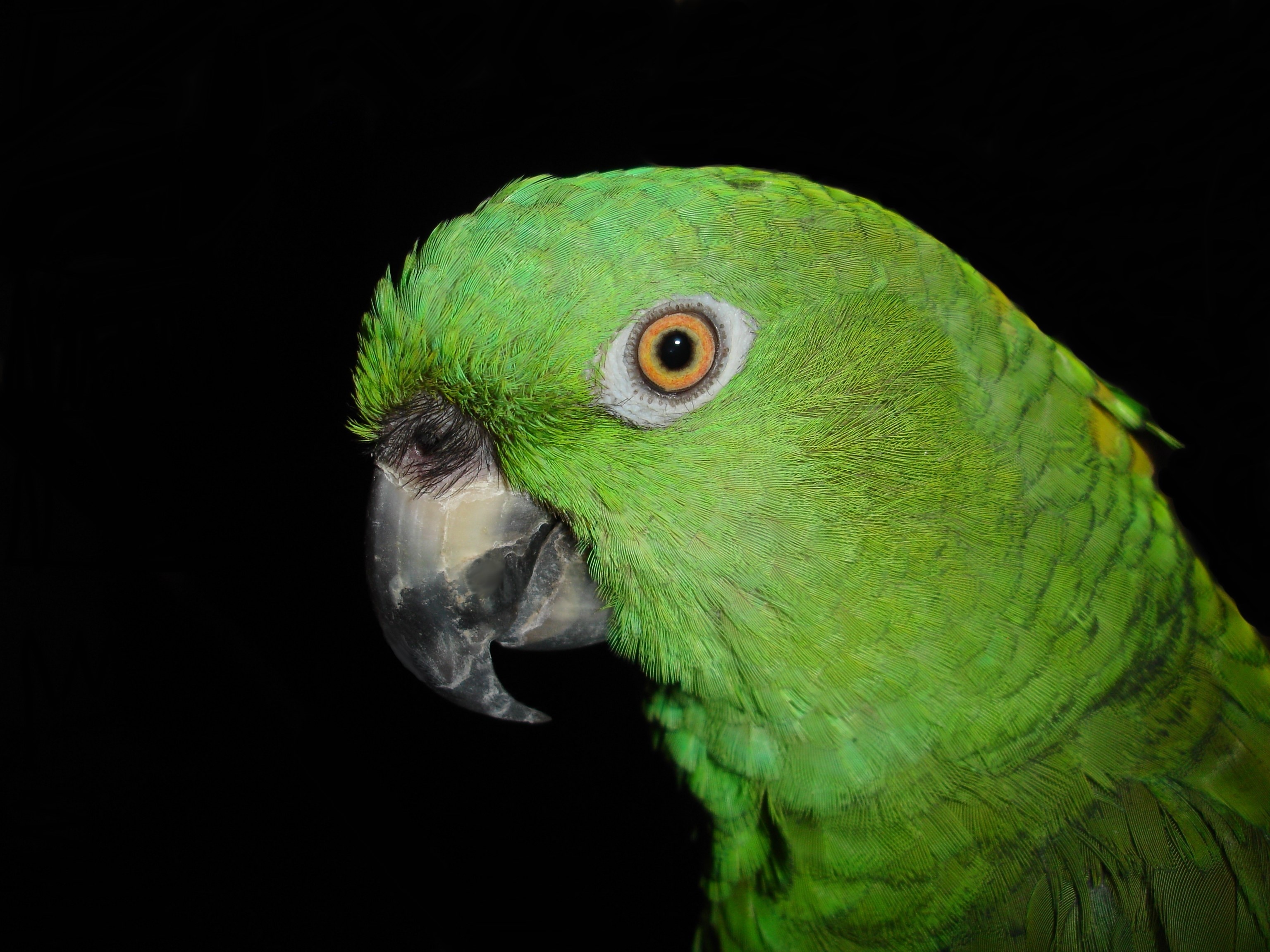 green parakeet