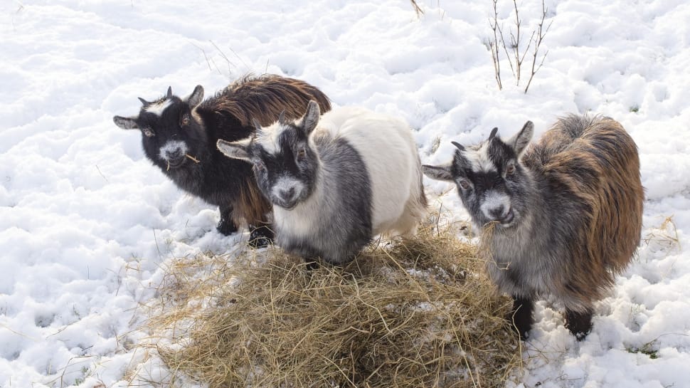 three goats in snow preview