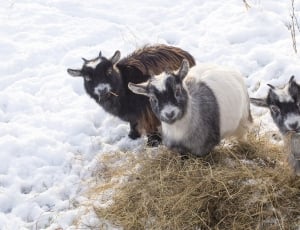 three goats in snow thumbnail