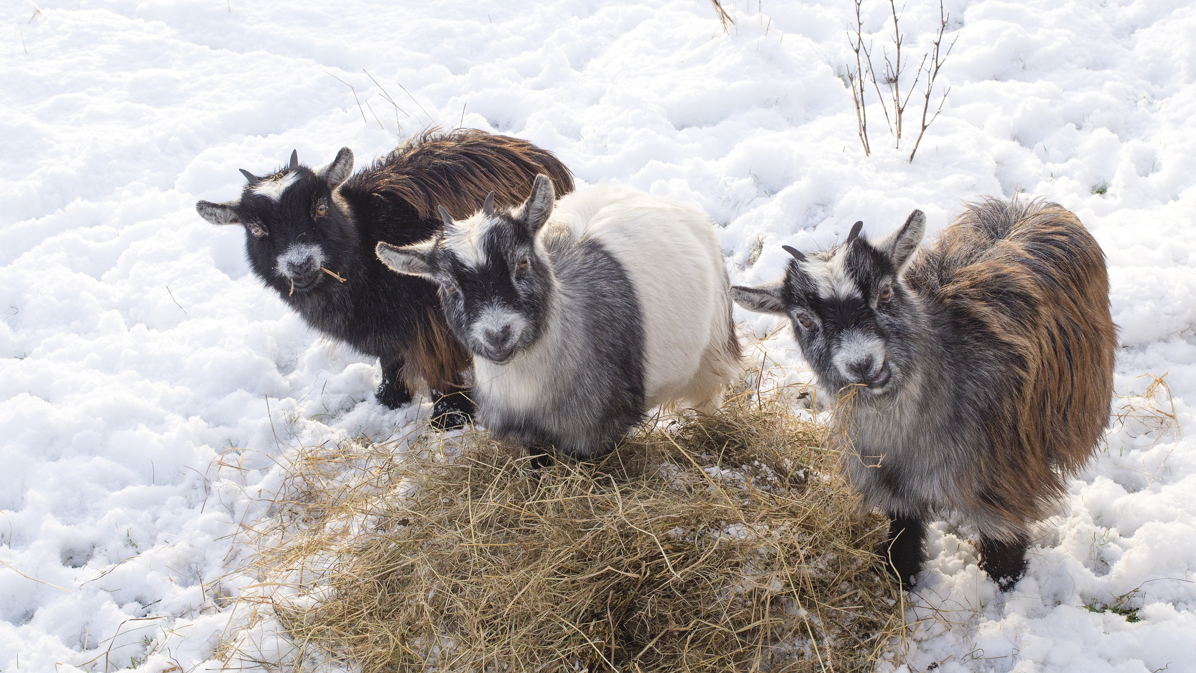 three goats in snow