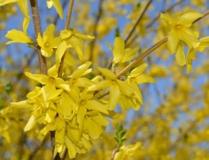 yellow flowers on tilt shift lens photography thumbnail