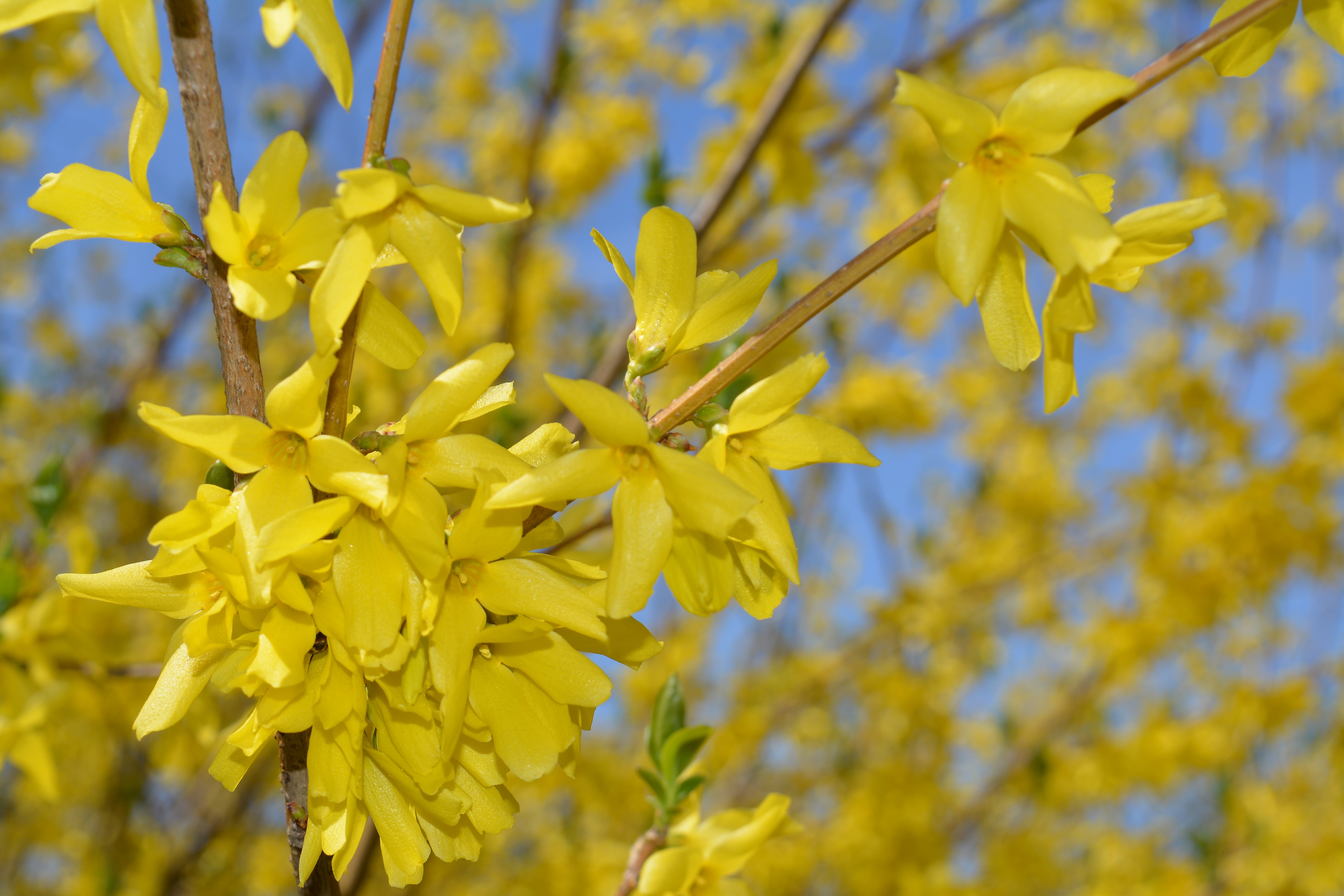 yellow flowers on tilt shift lens photography