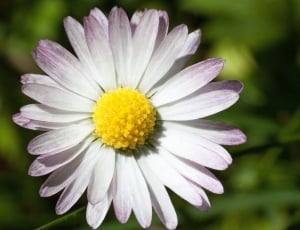 white pink and yellow flower thumbnail