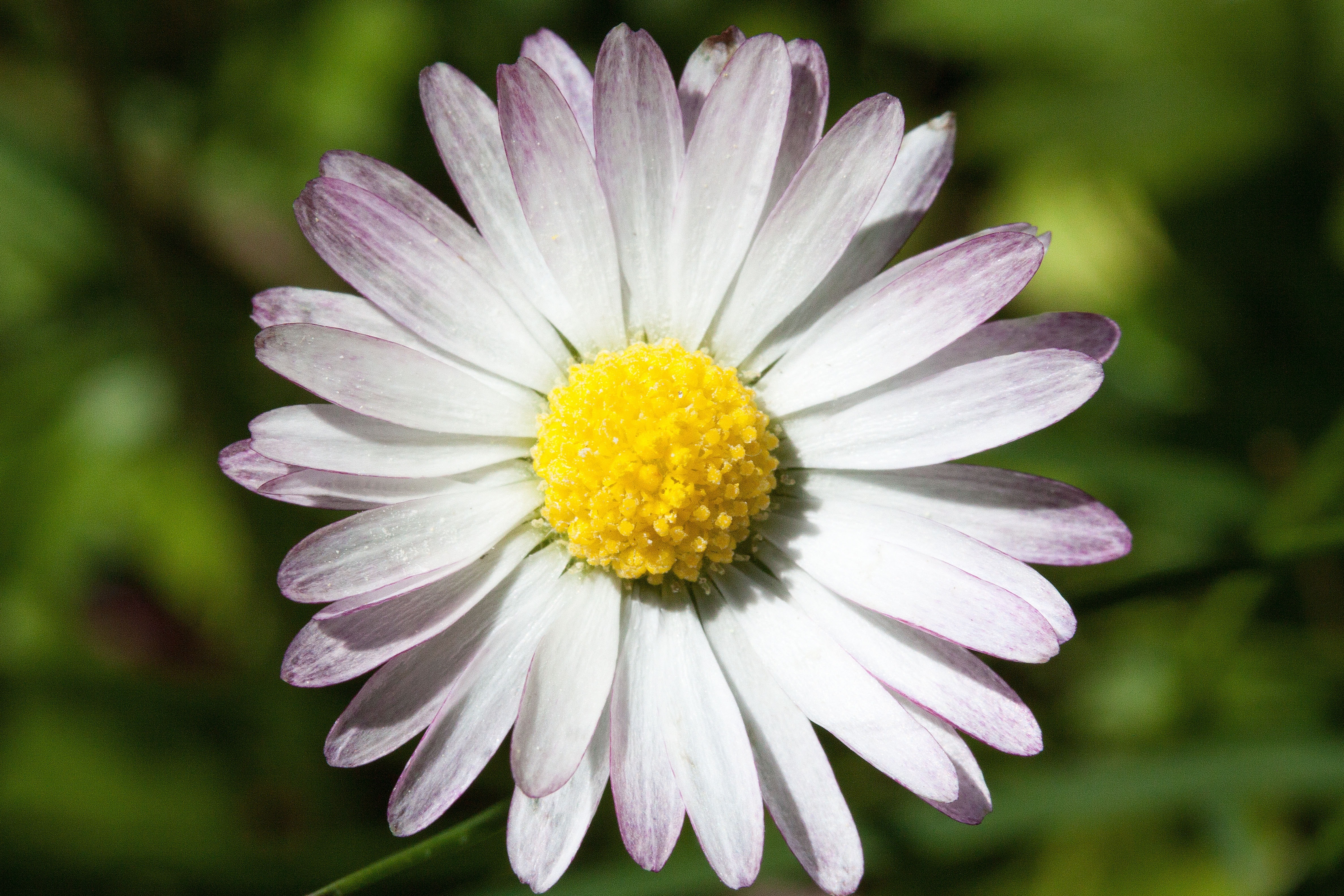 white pink and yellow flower