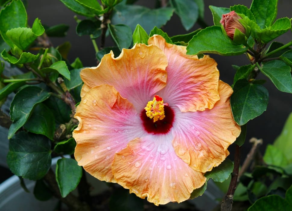 yellow and pink hibiscus preview
