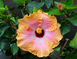 yellow and pink hibiscus thumbnail