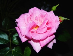Blossom, Flower, Pink, Bloom, Rose, flower, petal thumbnail