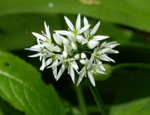 white and green flower thumbnail