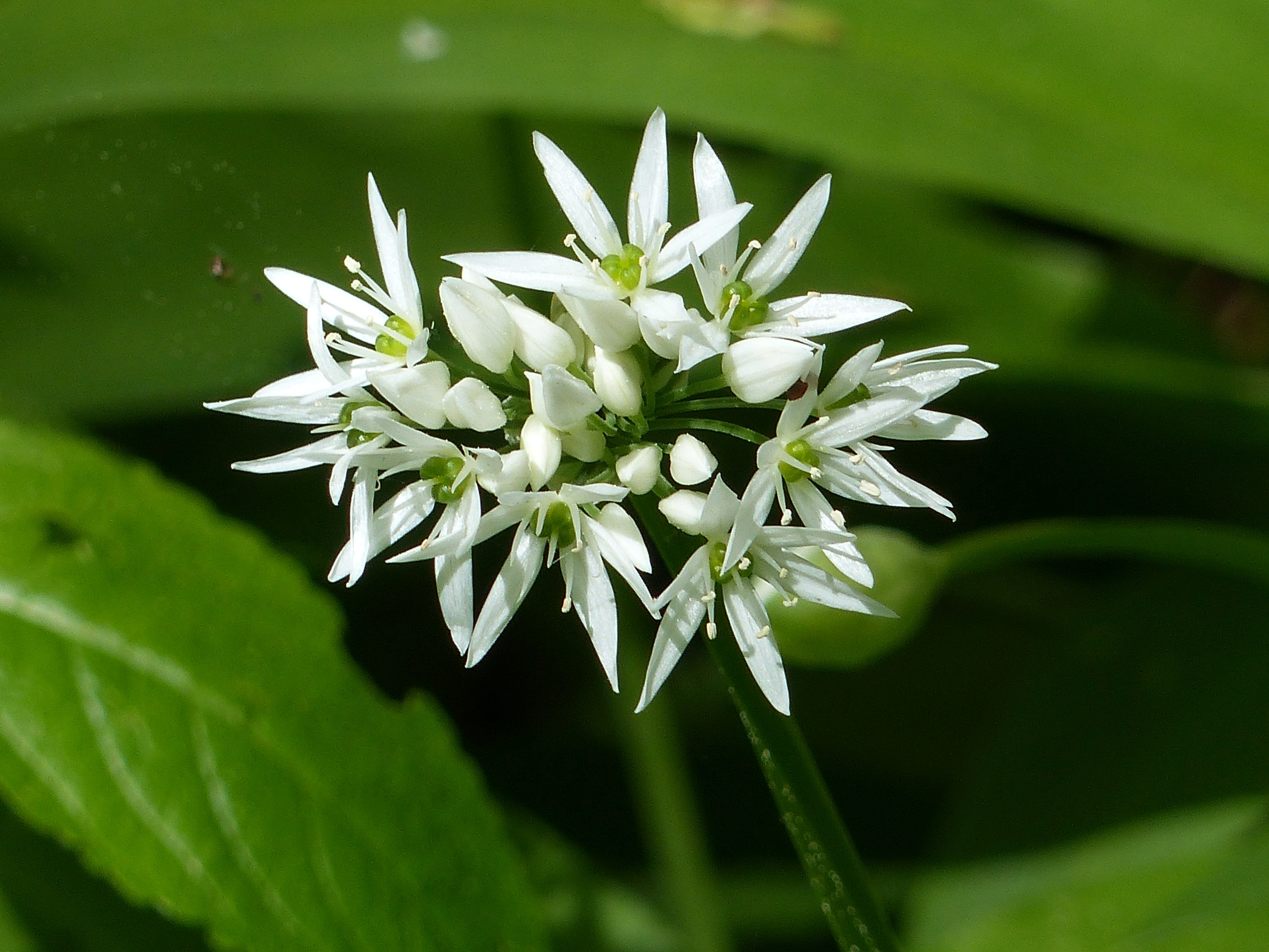 white and green flower