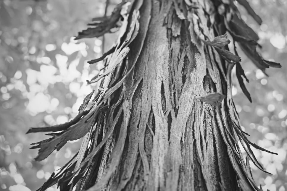 grayscale photo of tree trunk preview