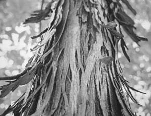 grayscale photo of tree trunk thumbnail
