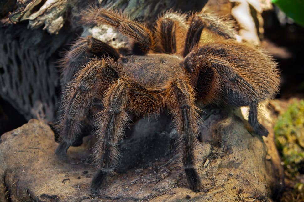 Chilean Rose Tarantula perching on wood during daytime preview