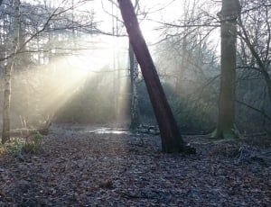 ray of sunlight behind gray tree during daytime thumbnail