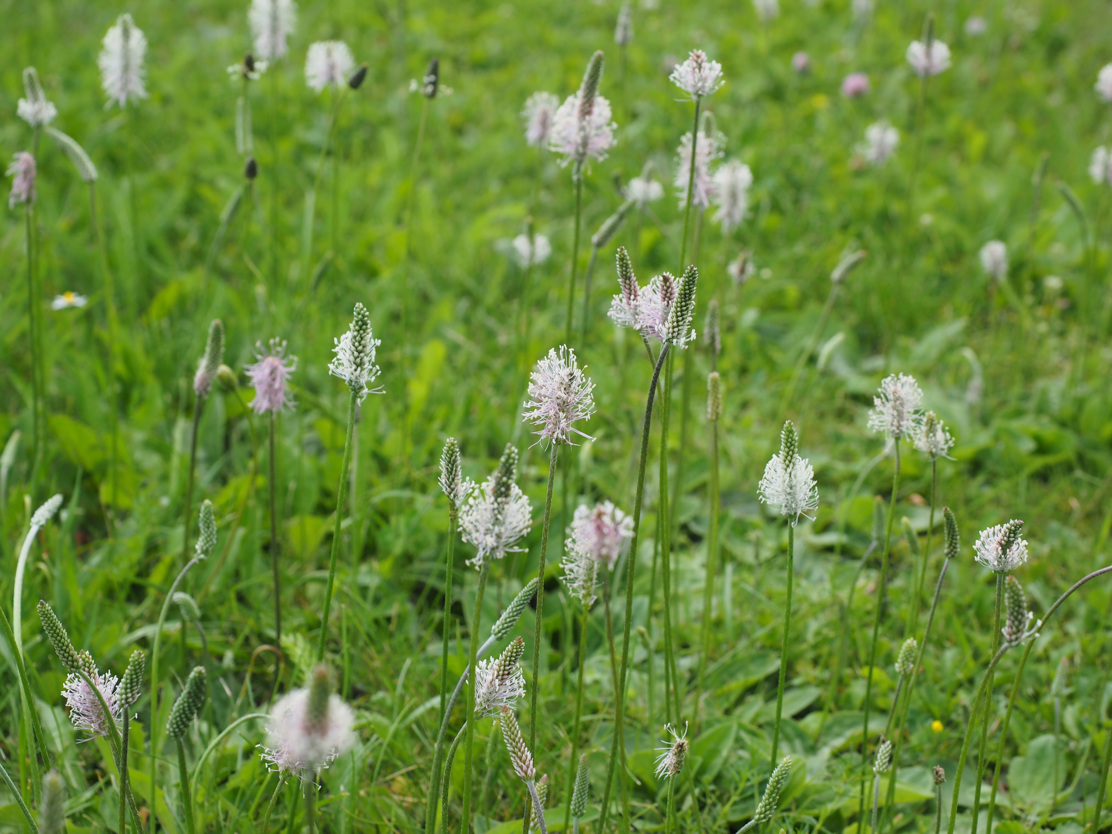 white petaled flower photo during daytime