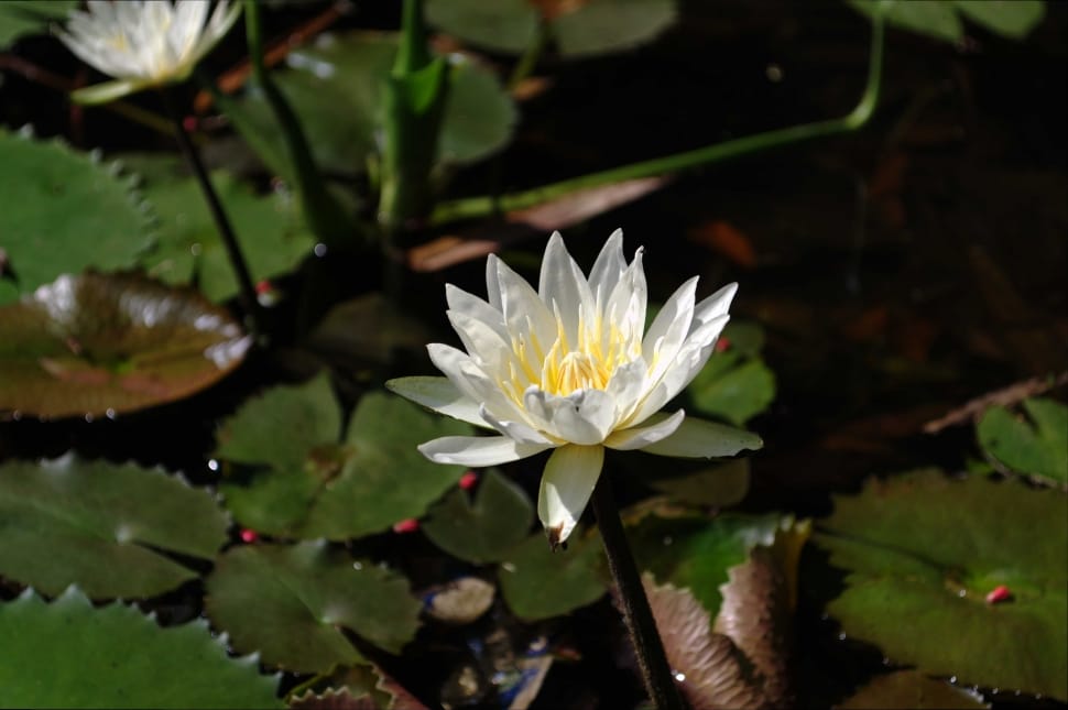 white waterlilies preview