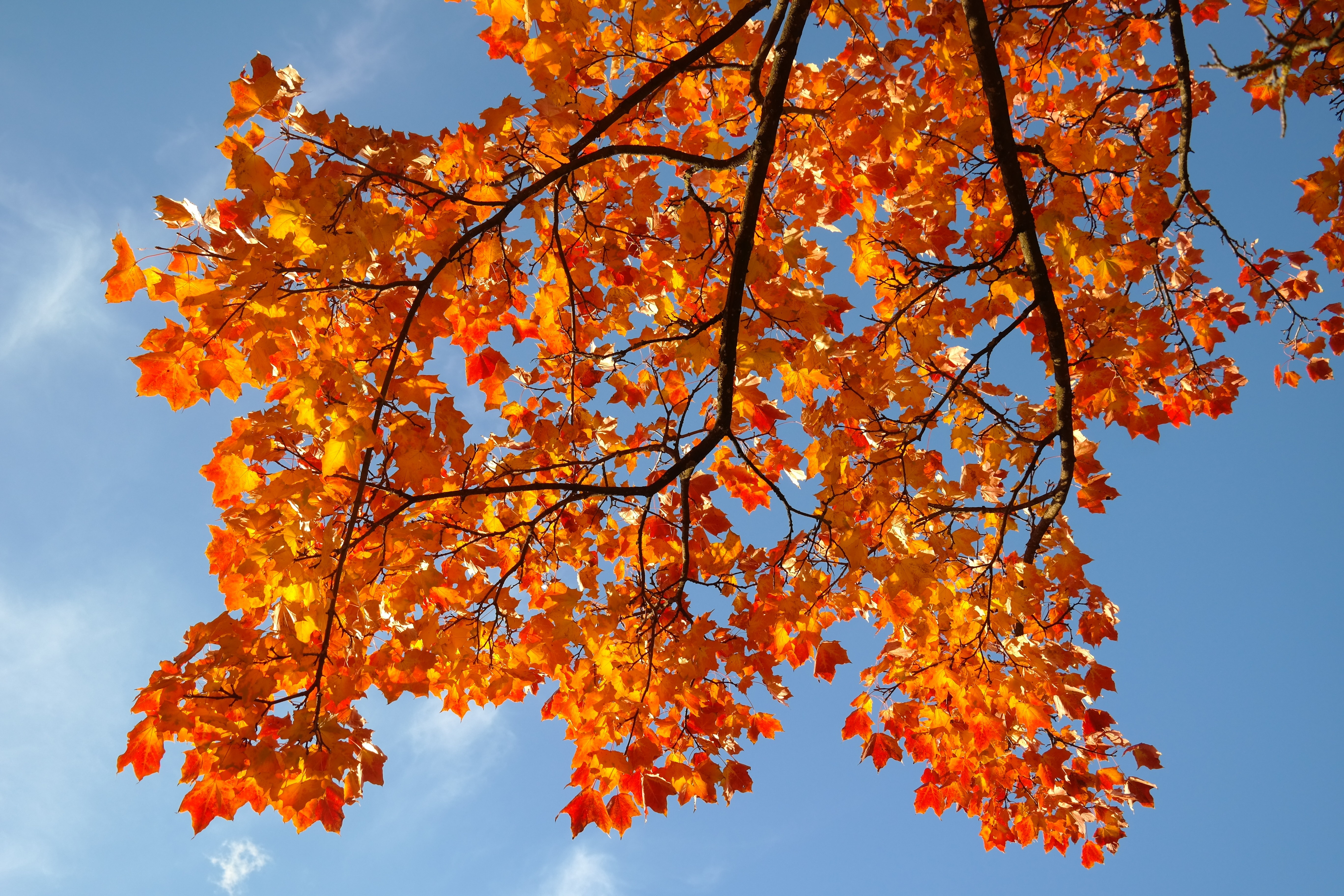 Leaves, Autumn, Fall Color, Branch, autumn, tree free image | Peakpx