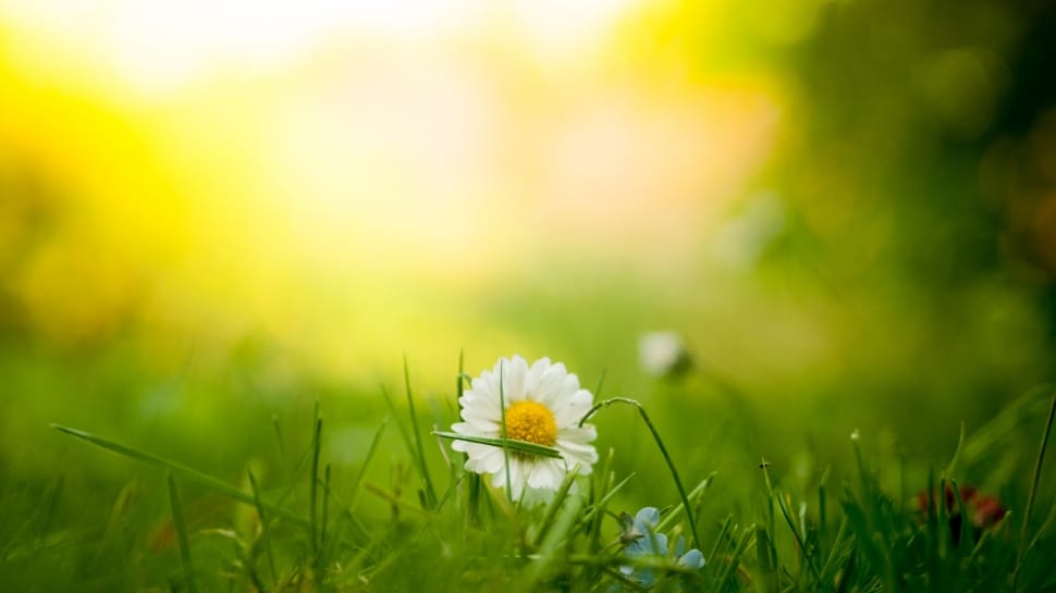 white and yellow flower on grass field preview