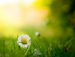 white and yellow flower on grass field thumbnail