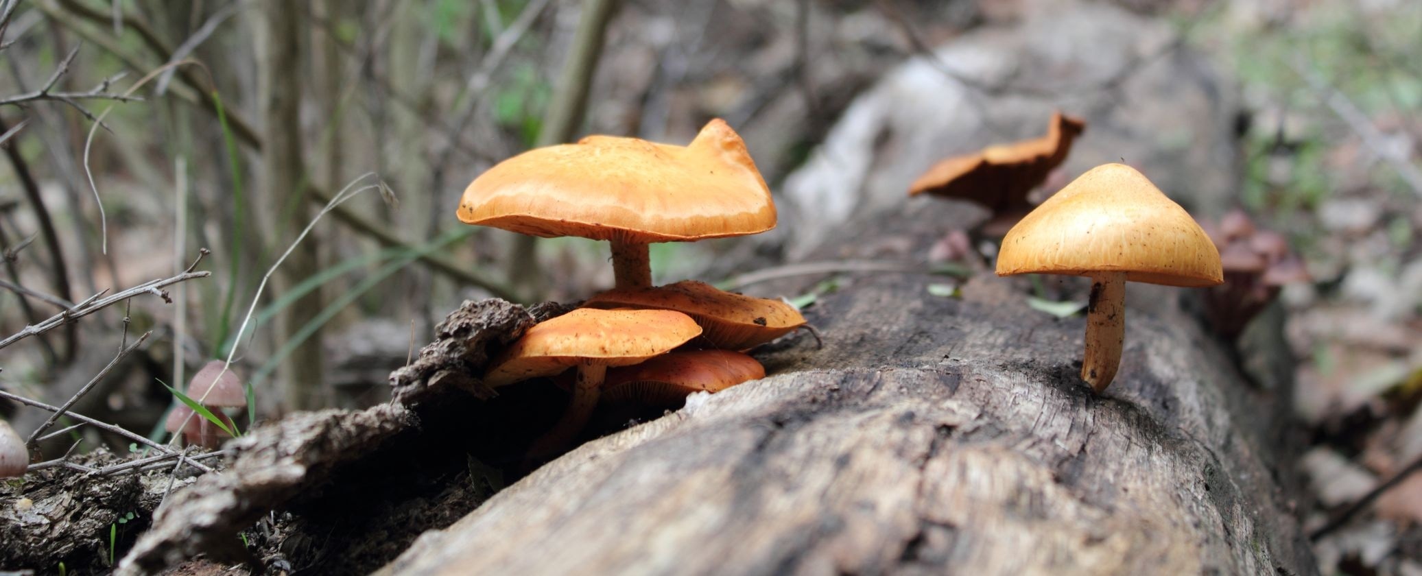 orange mushrooms