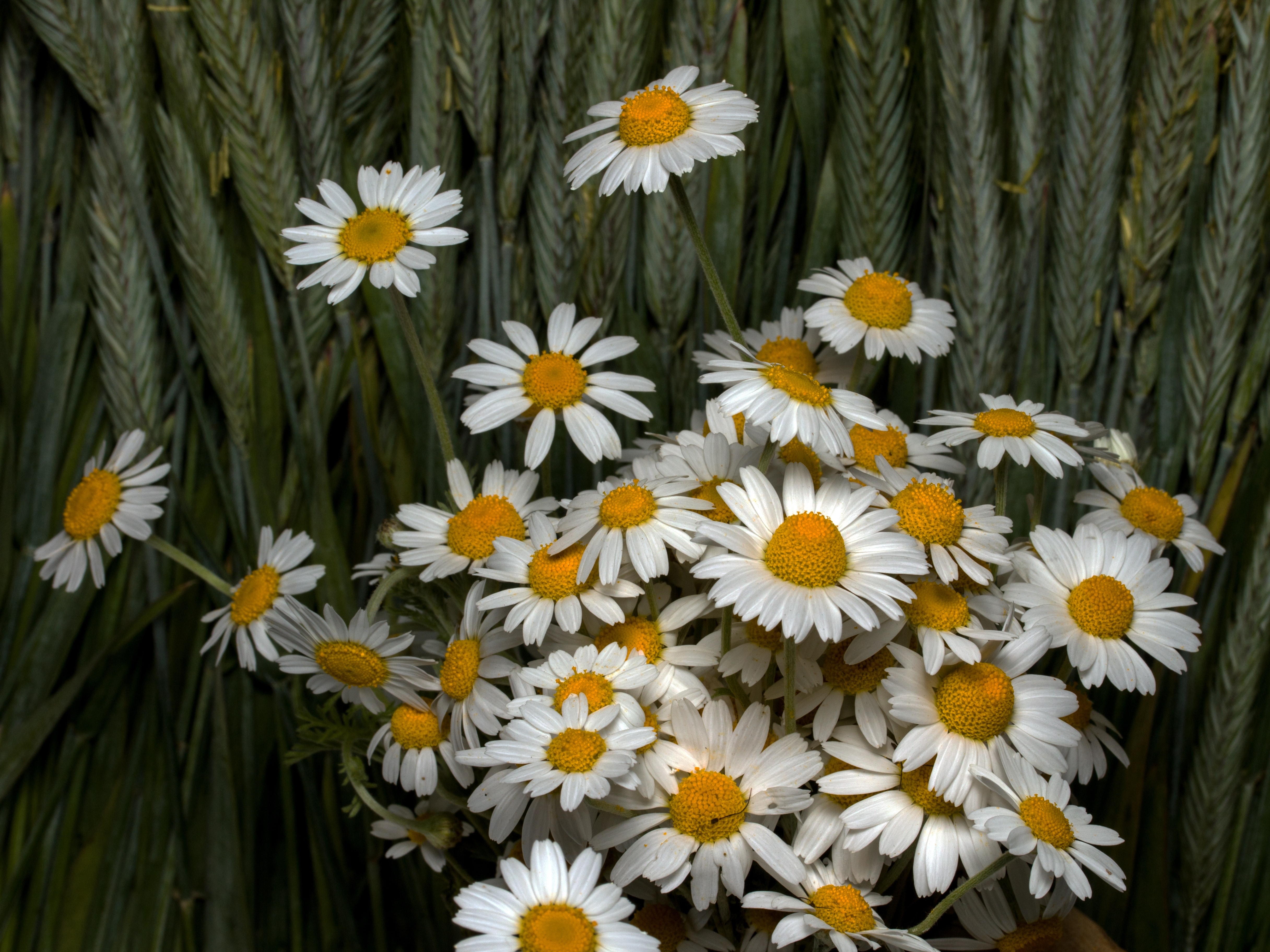 daisy flowers