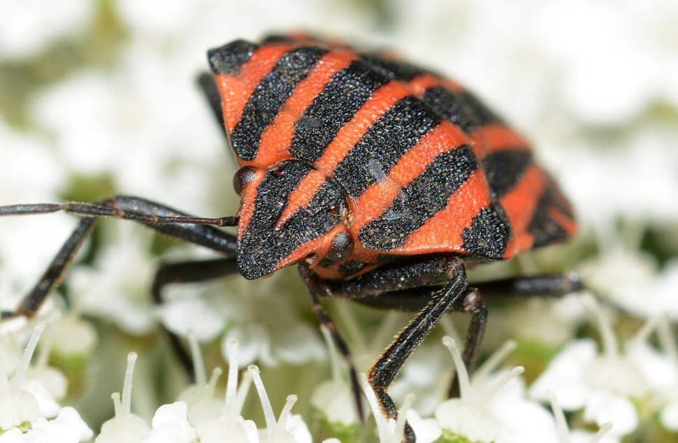 red and black stink bug close photography preview