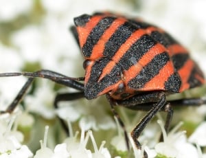 red and black stink bug close photography thumbnail