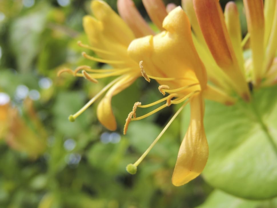 yellow tulip tree flower preview