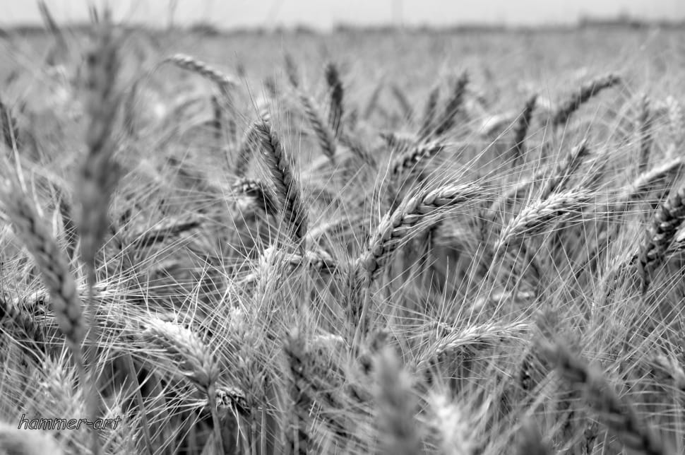 Wheat, Field, Agriculture, Wheat Crop, cereal plant, field preview