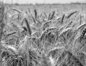 Wheat, Field, Agriculture, Wheat Crop, cereal plant, field thumbnail
