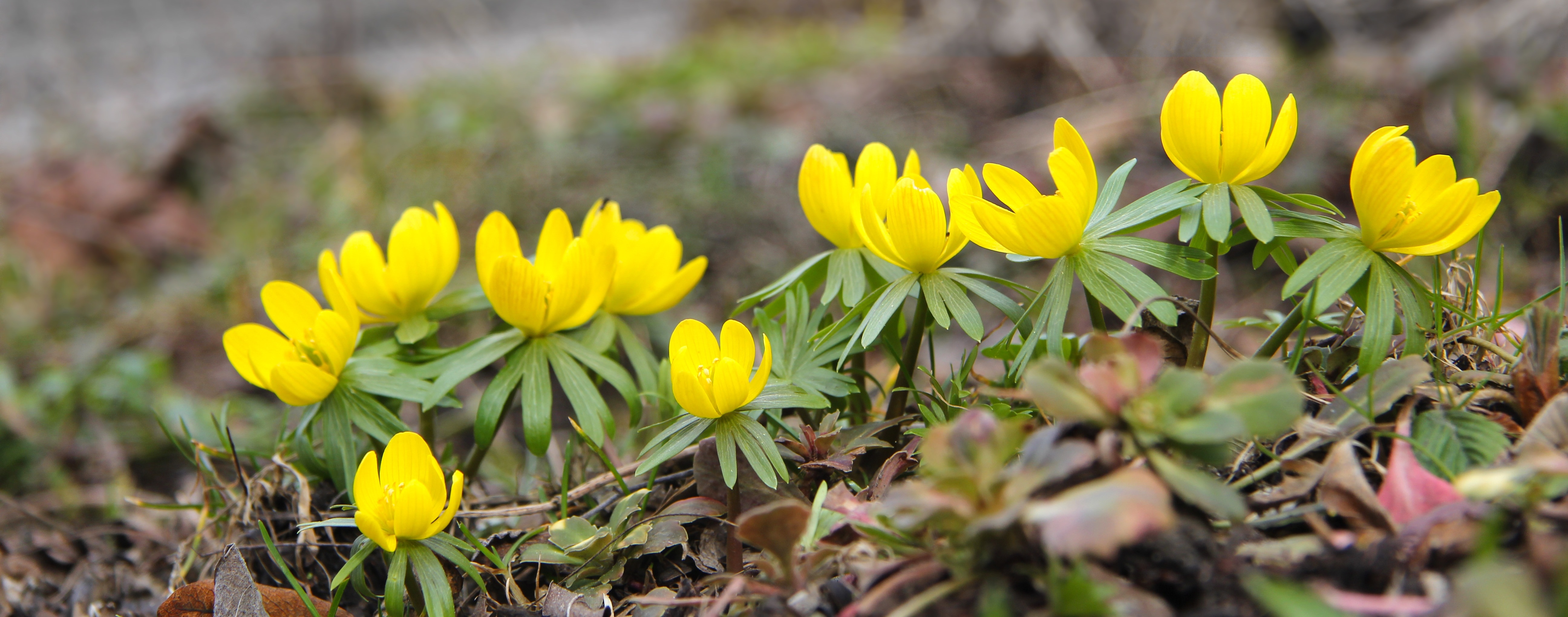 yellow small petaled flowers