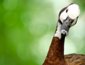 Goose, Bird, Avian, Animal, Background, one animal, animal wildlife thumbnail