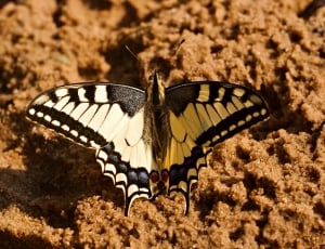 Dovetail, Sand, Butterfly, Insect, animal themes, animals in the wild thumbnail