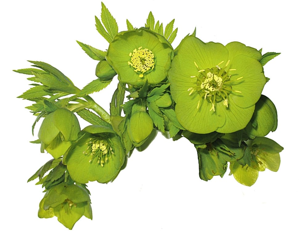 green flower preview