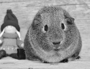 grayscale photo of a rodent thumbnail