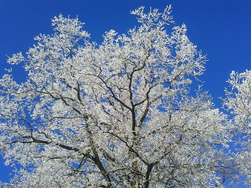 white leafed tree preview