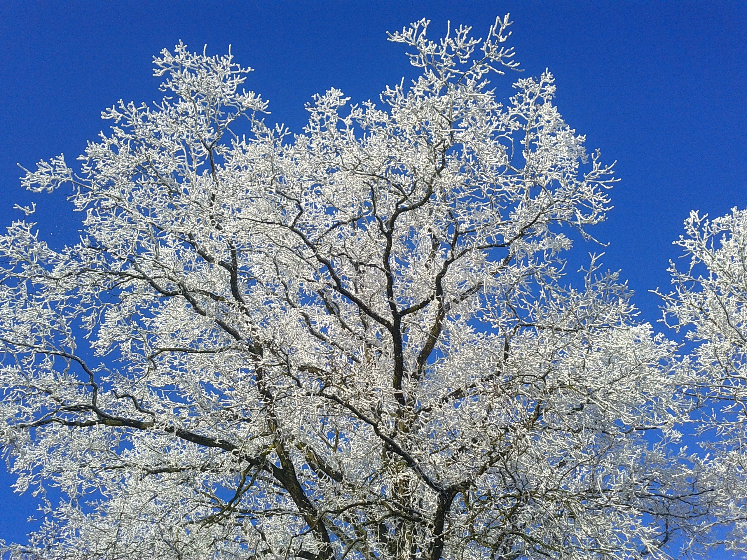 white leafed tree
