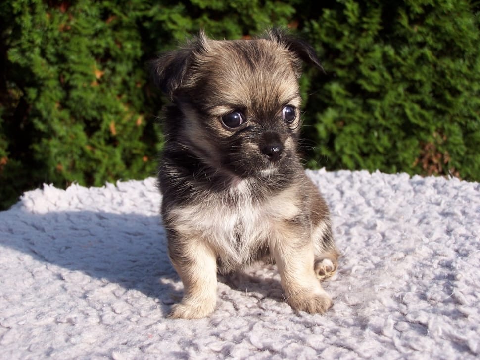 tan and black german shepherd puppy preview